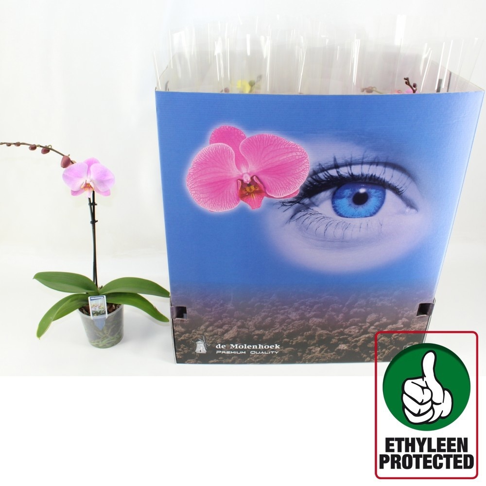 Phal Gem 6 Kl 12P 50H 1TAK 6bloem 12bloei