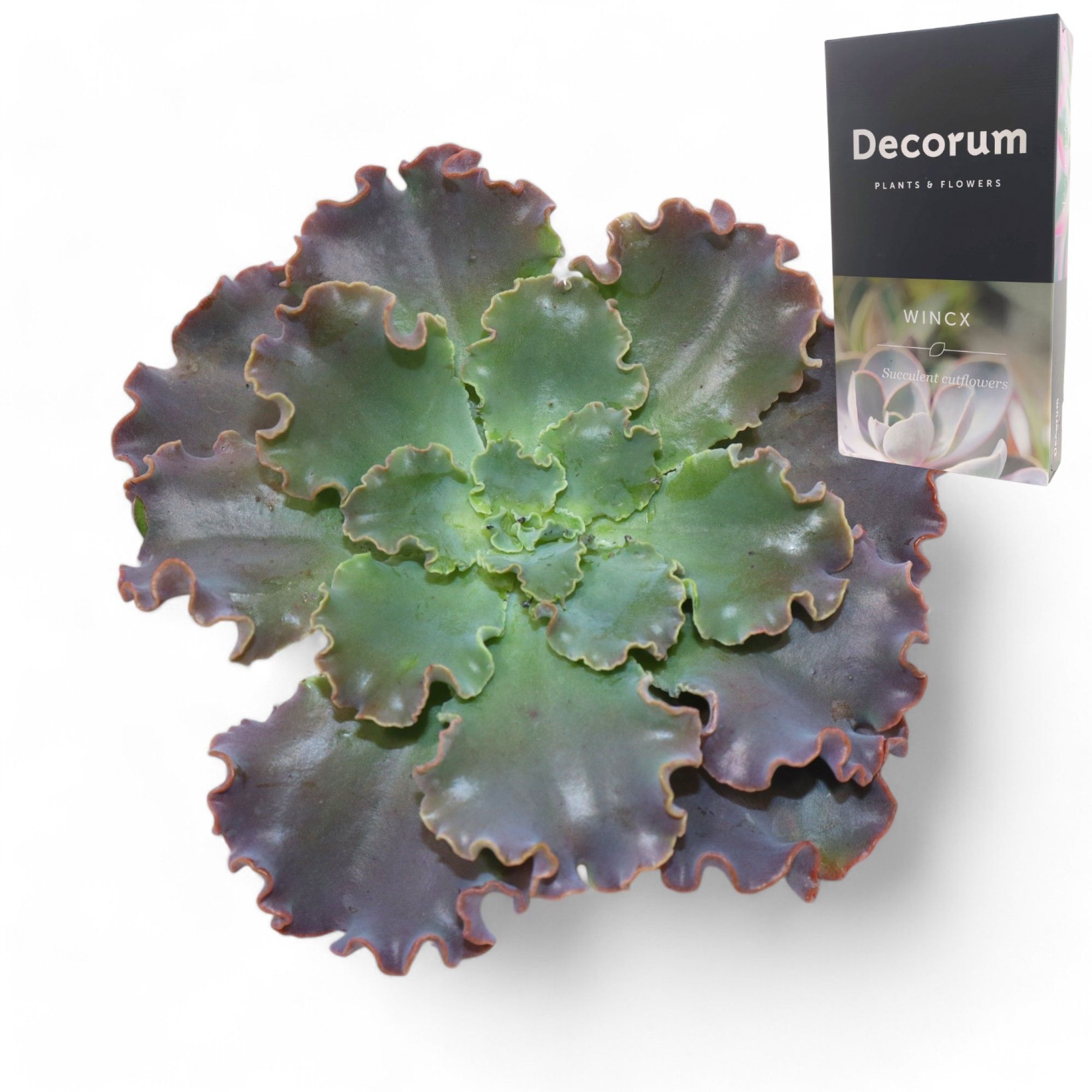 Echeveria Shaviana Cutflower