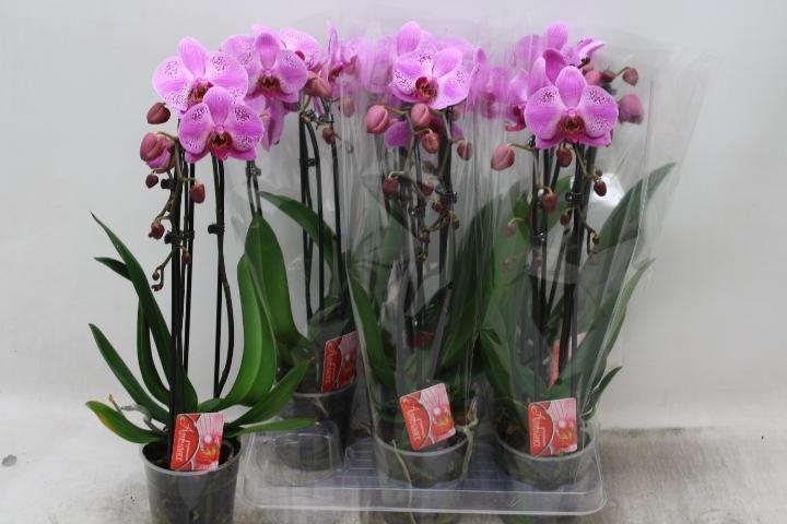 Phal El Cascade 12P 45H 2TAK 14bloem 12bloei