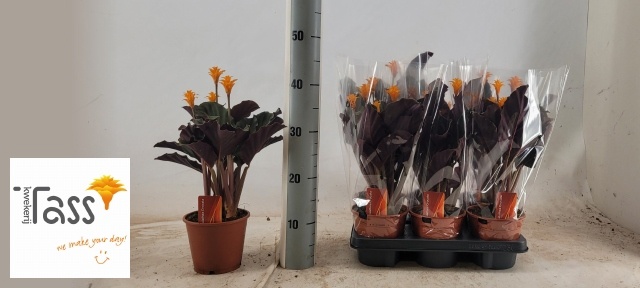 Calat Crocata 14P 35H 3bloem