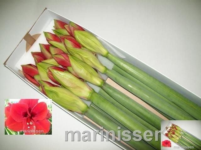 Hippeastrum Ferrari 4bl
