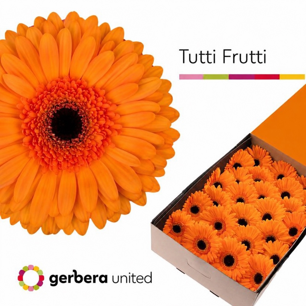 Gerbera Tutti Frutti Doos