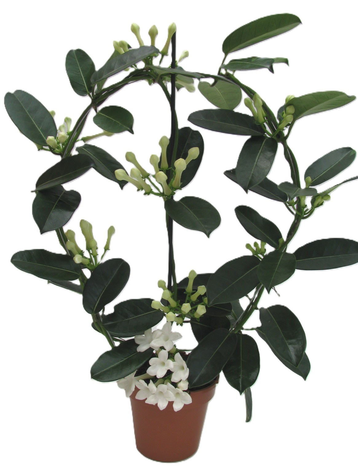 Stephanotis floribunda Grote boog | Hamiplant