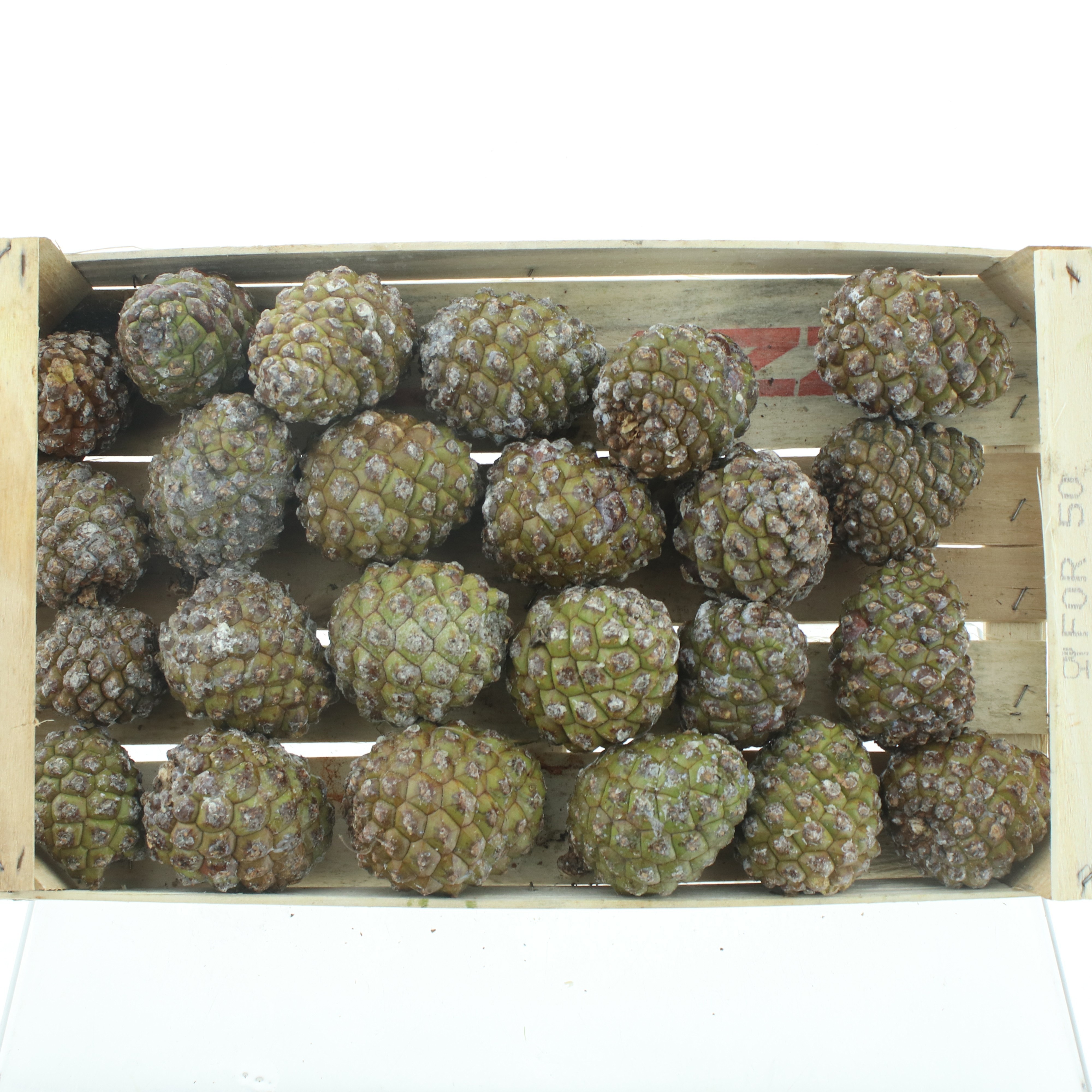 Stick Pine Cone Wax