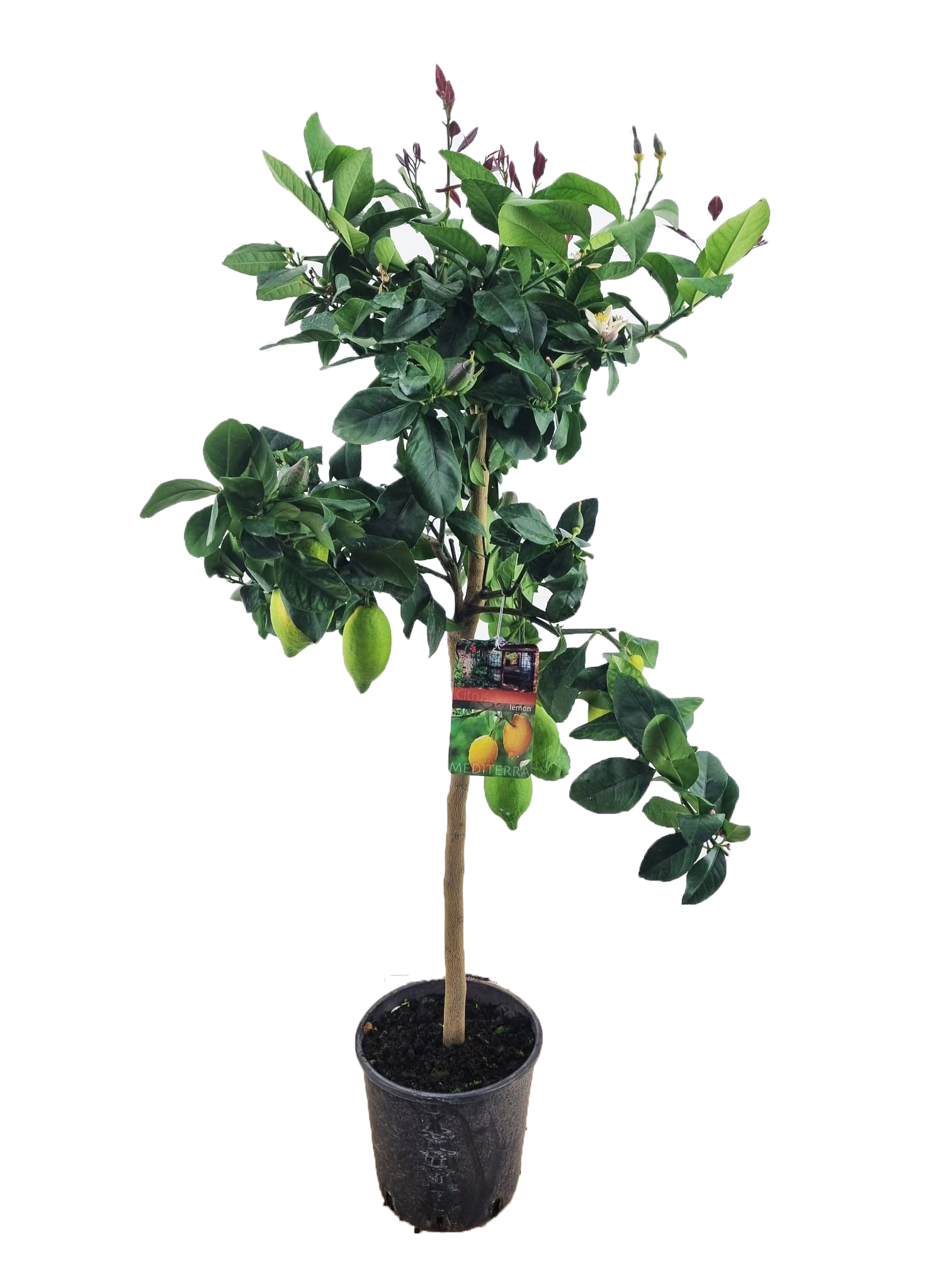 Picture of Citrus lemon P26 (7.5 Ltr) 140CM-INCL-POT