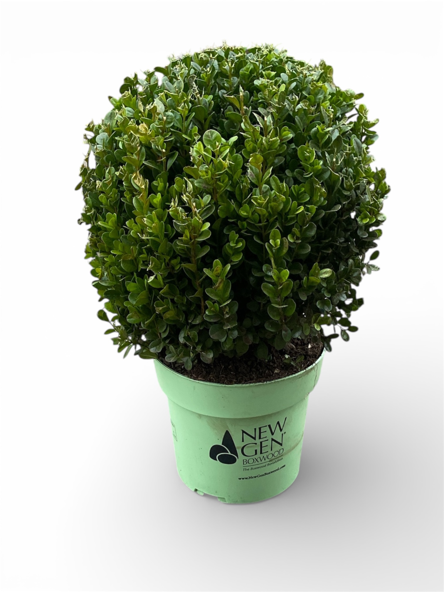 Buxus NewGen® Freedom Bol