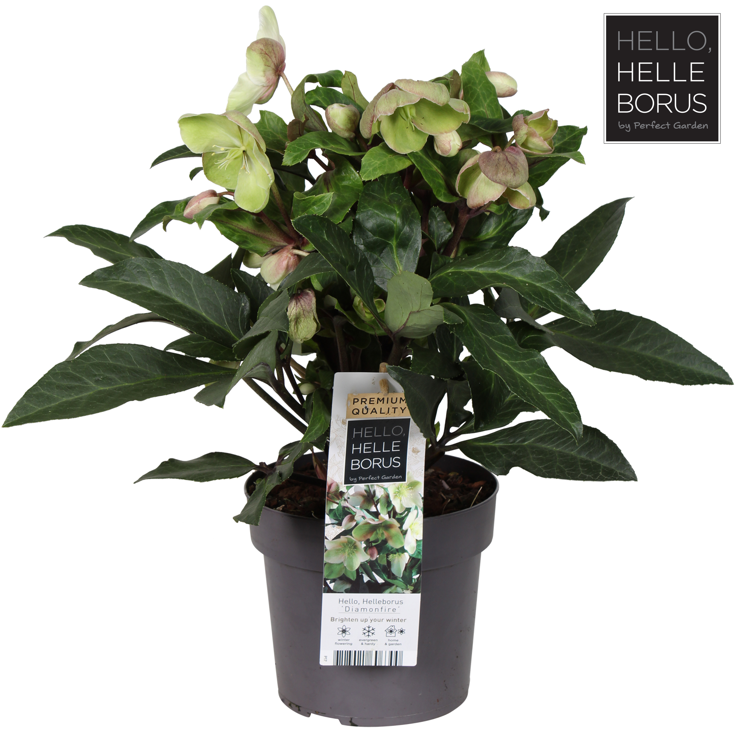 Picture of Helleborus Diamonfire P17 (2 Ltr)