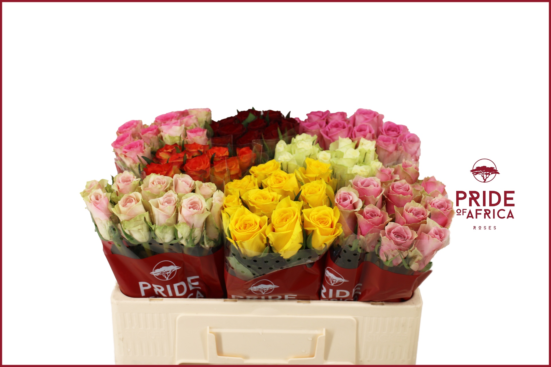 Rosa Mixed In Bucket 50cm