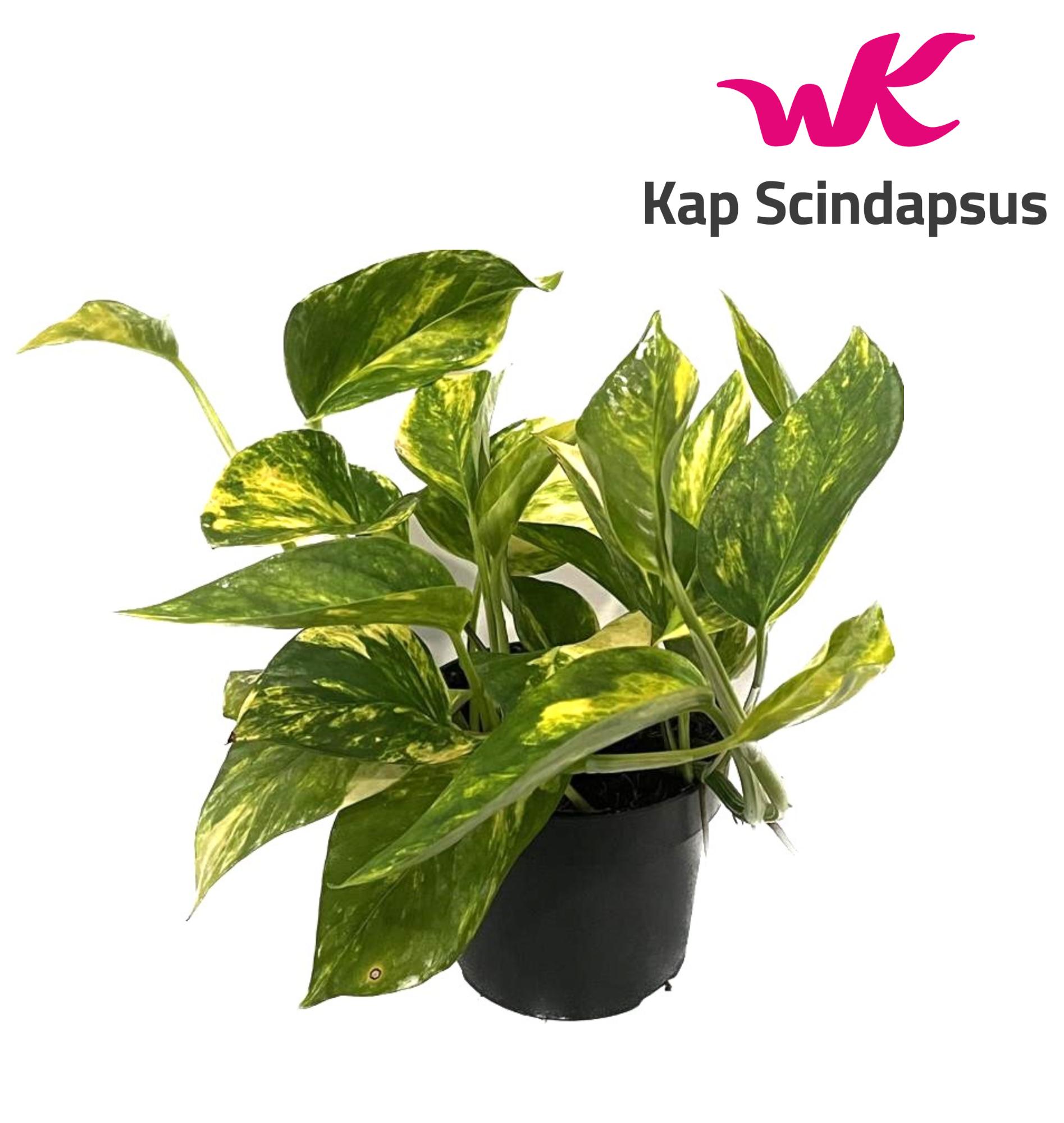 Picture of Scindapsus (Epipremnum) pinnatum HiColor P12 20CM