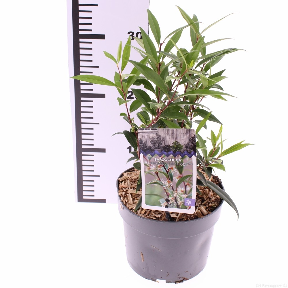 Picture of Sarcococca Purple Gem P17 (2 Ltr)