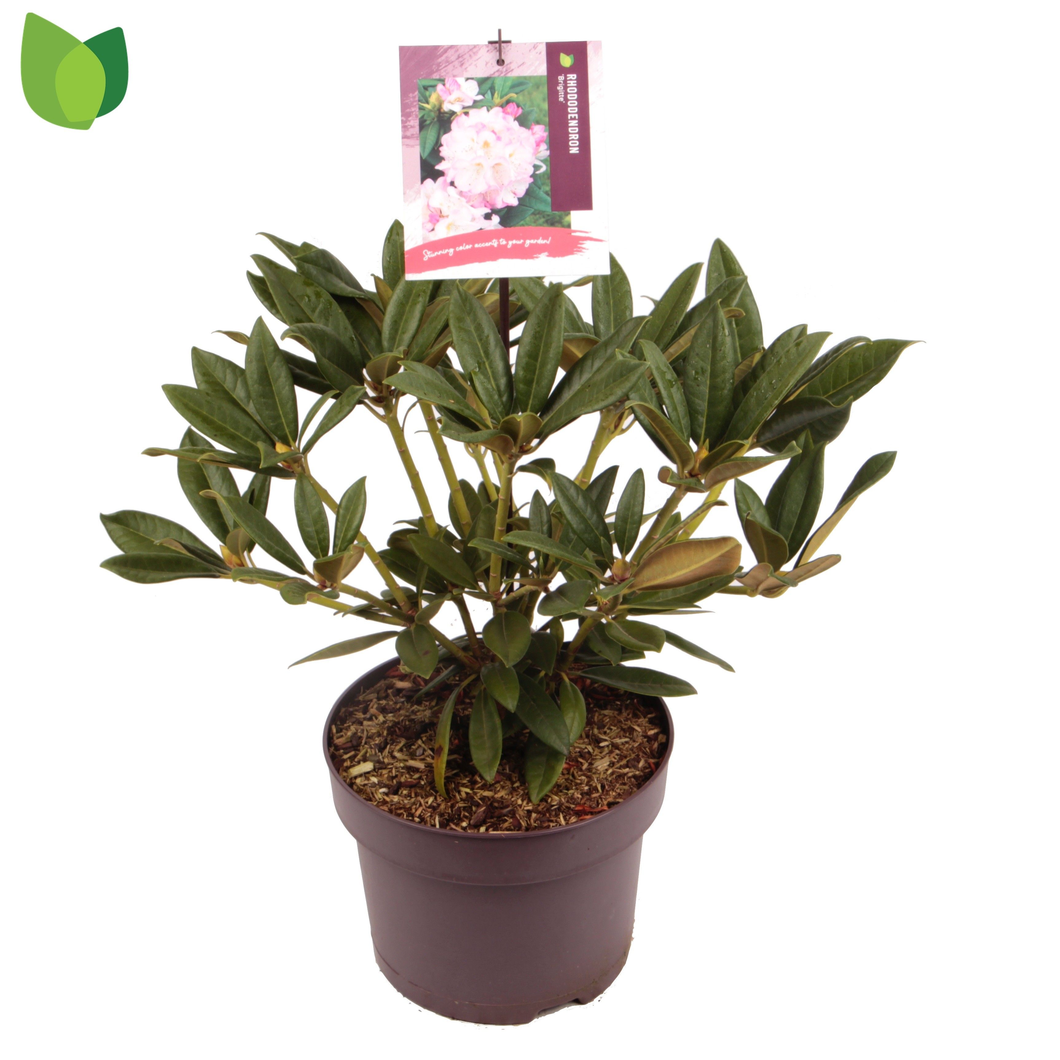 Rhododendron 'Brigitte'