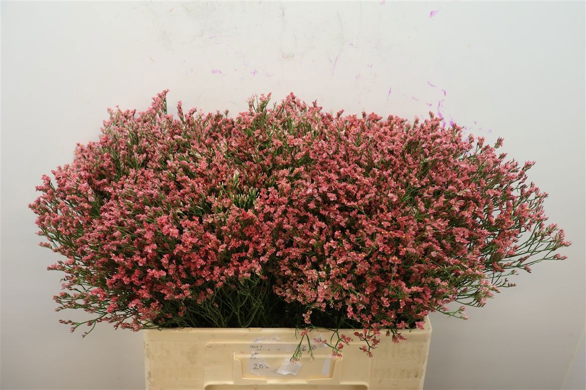 Limonium Sin Max Diamond 60cm 25gram