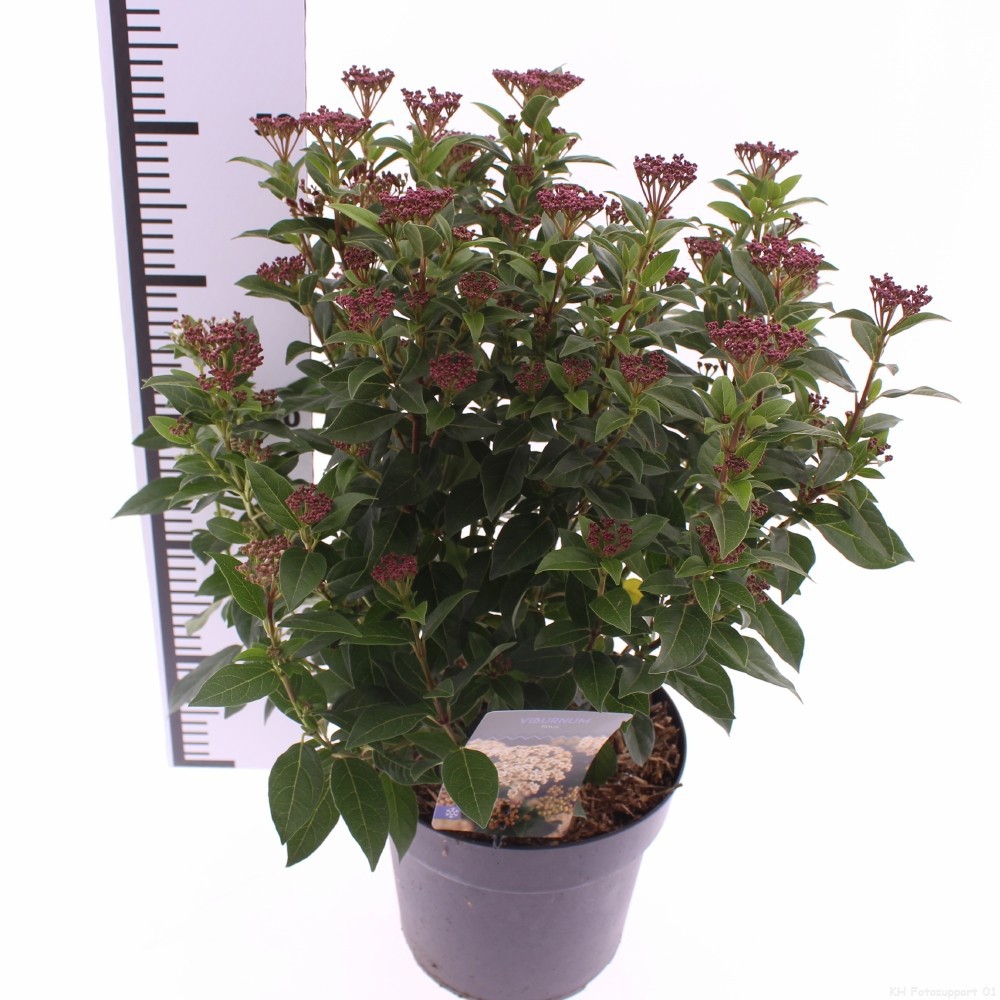Picture of Viburnum tinus