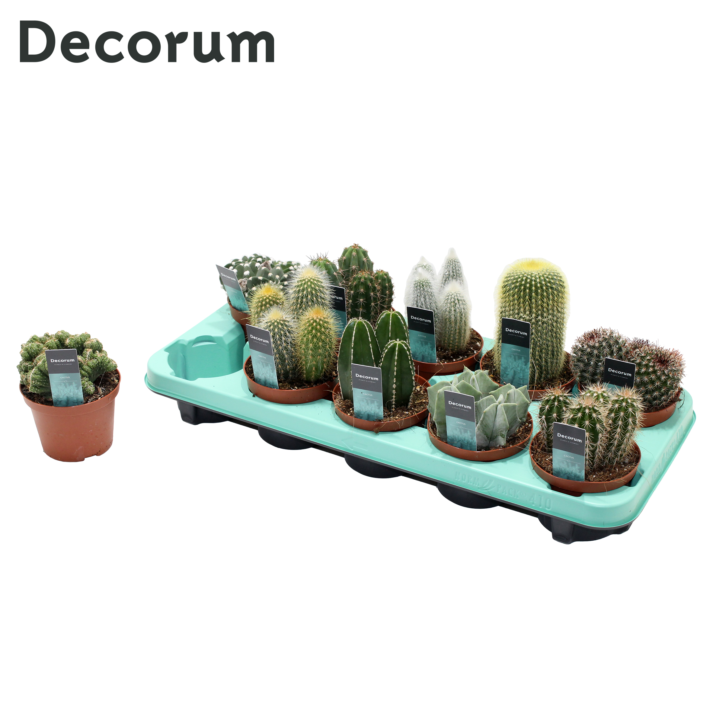 Picture of Cactus 10 varieties (Decorum) P10 18cm