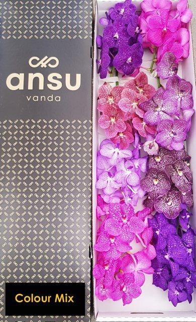 Vanda T Gemengd