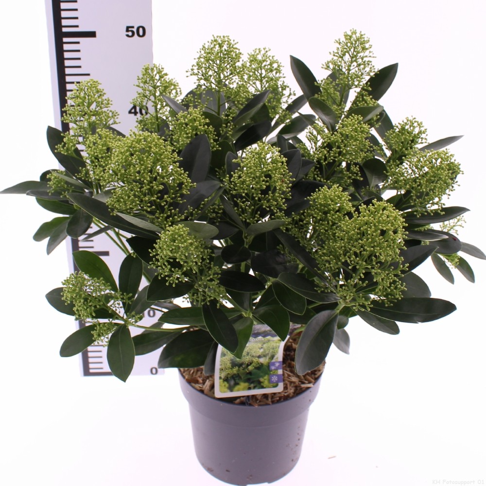 Picture of Skimmia jap. 'Finchy'