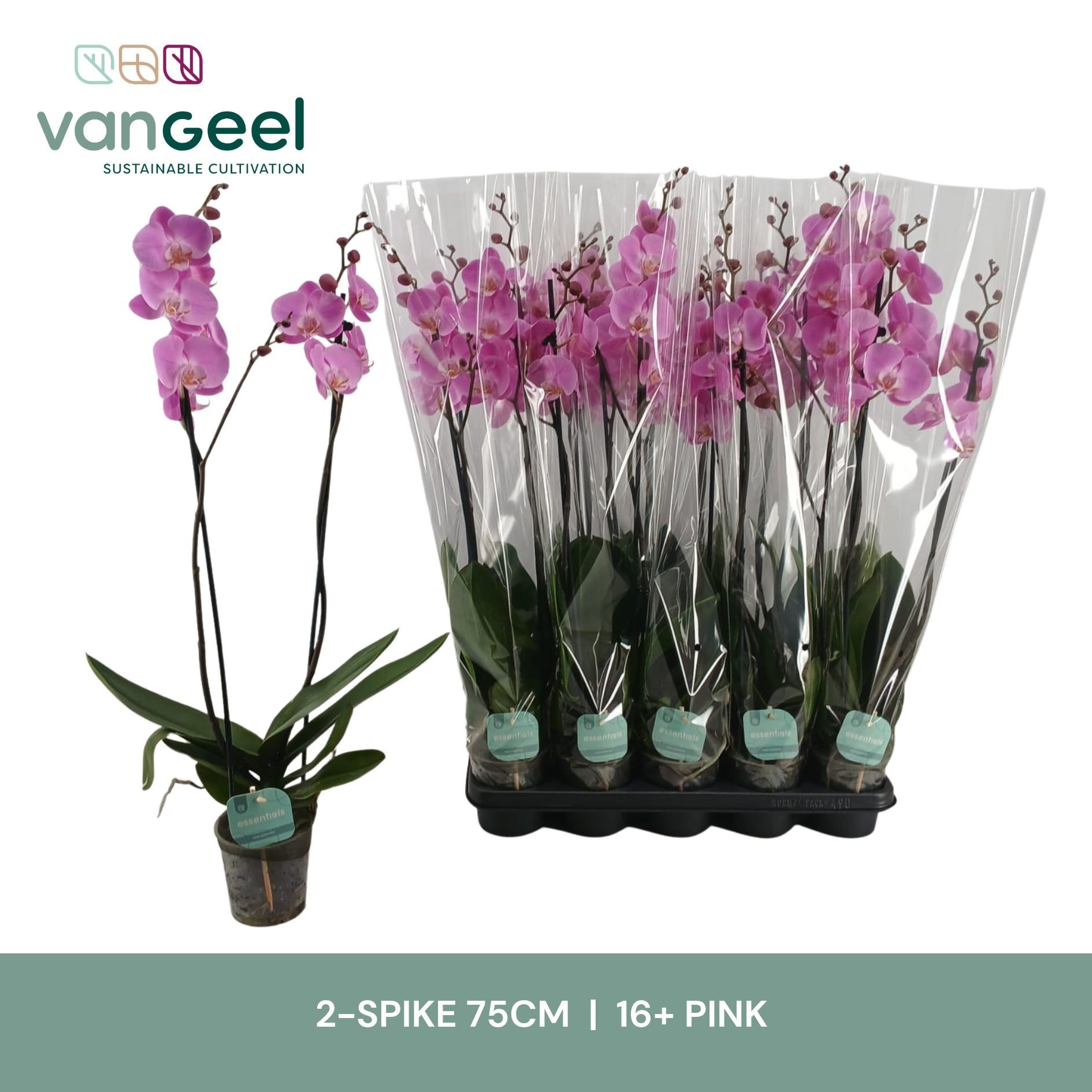 Phal Ov Roze 12P 75H 2TAK 16bloem 23bloei
