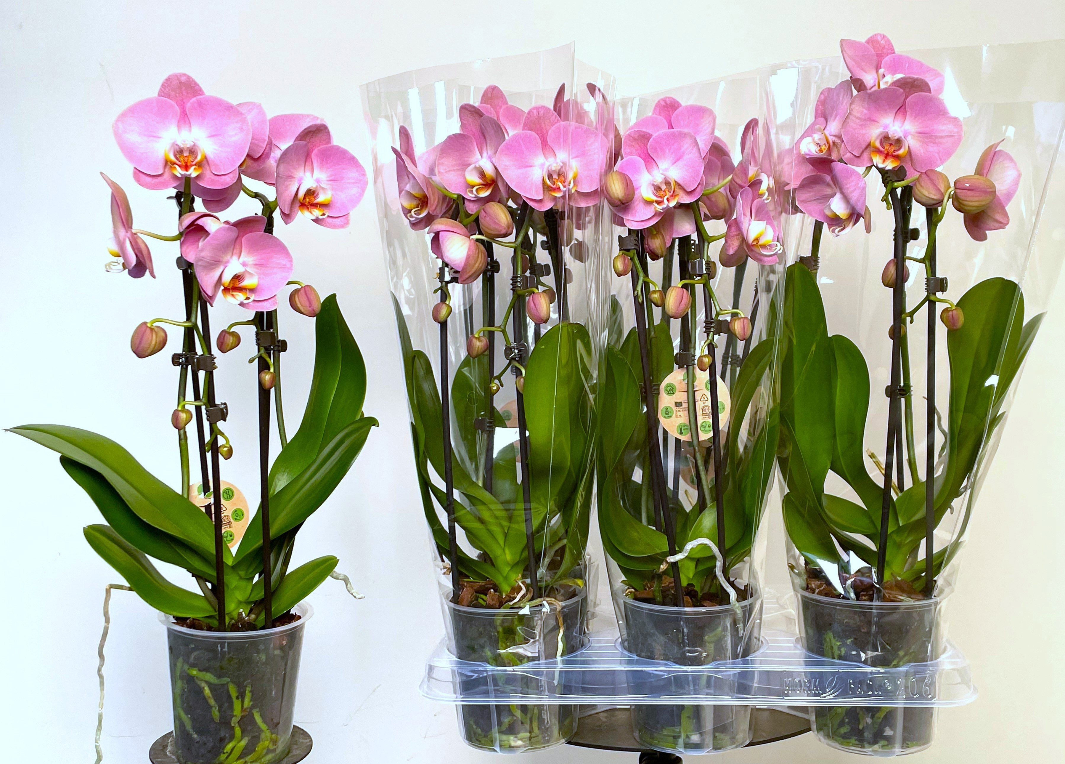 Phal El Cascade 12Ø 45cm