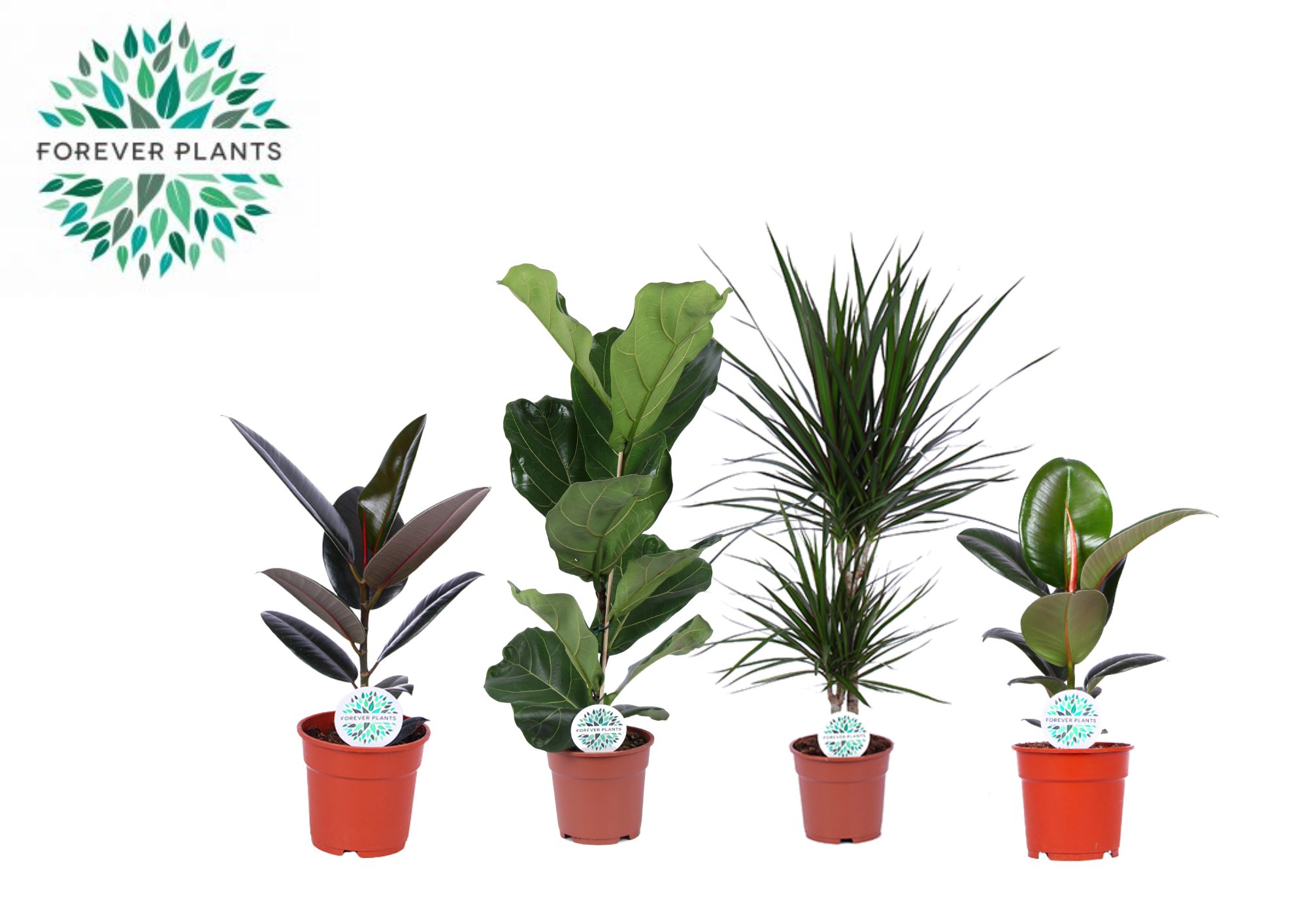 Picture of Houseplants Lopez in 4 varieties P17 60CM