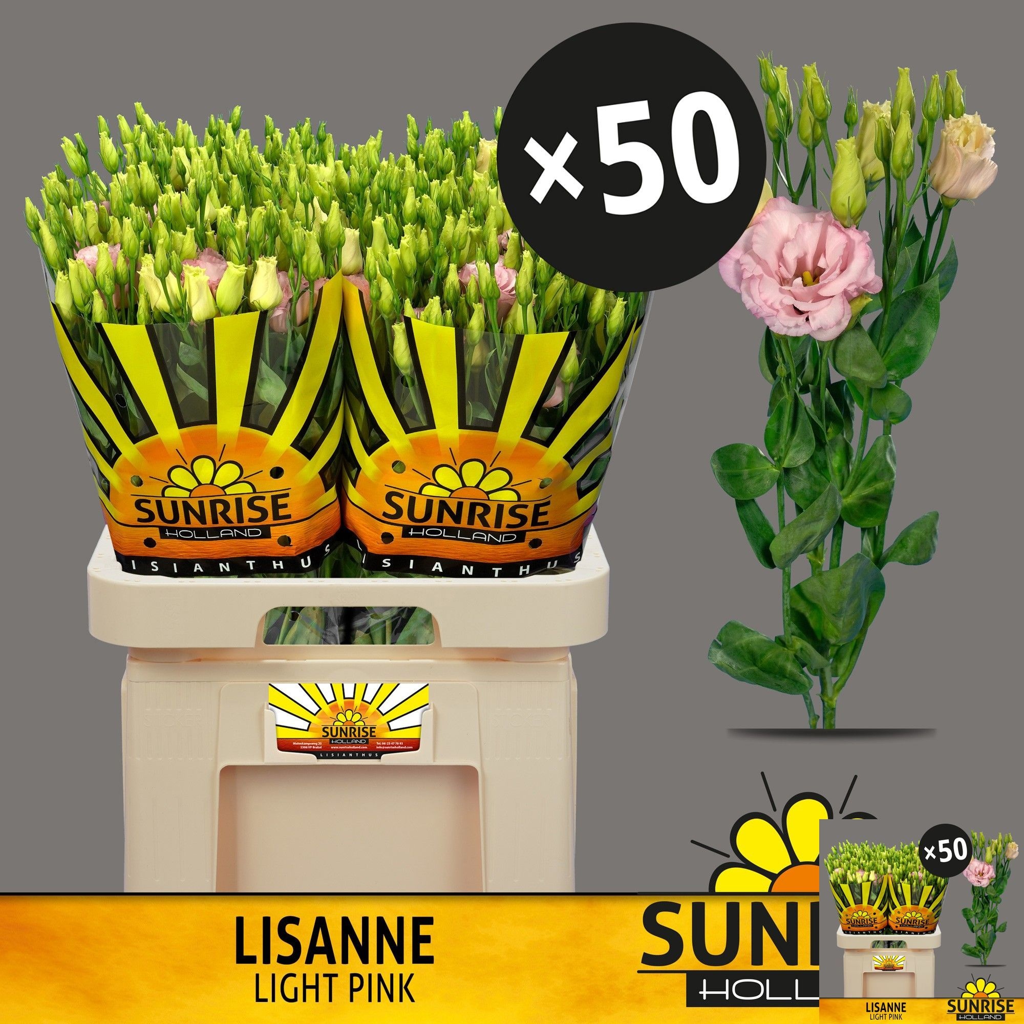 Lisianthus Double Lisanne Light Pink 70cm