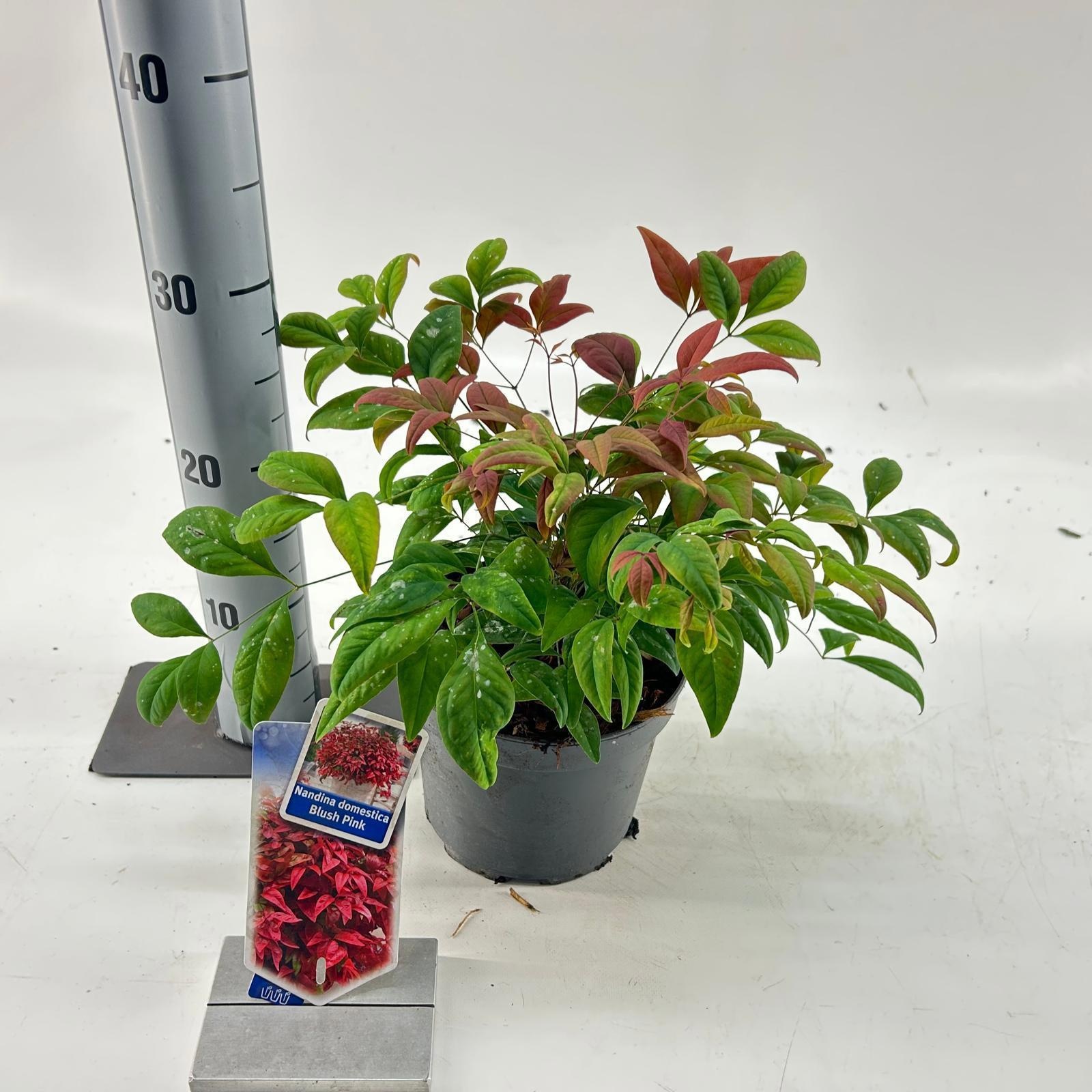 Picture of Nandina domestica 'Blush Pink'