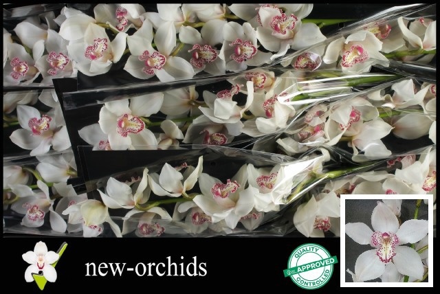 Cymbidium Mrs Sugar Lee 8/11bl