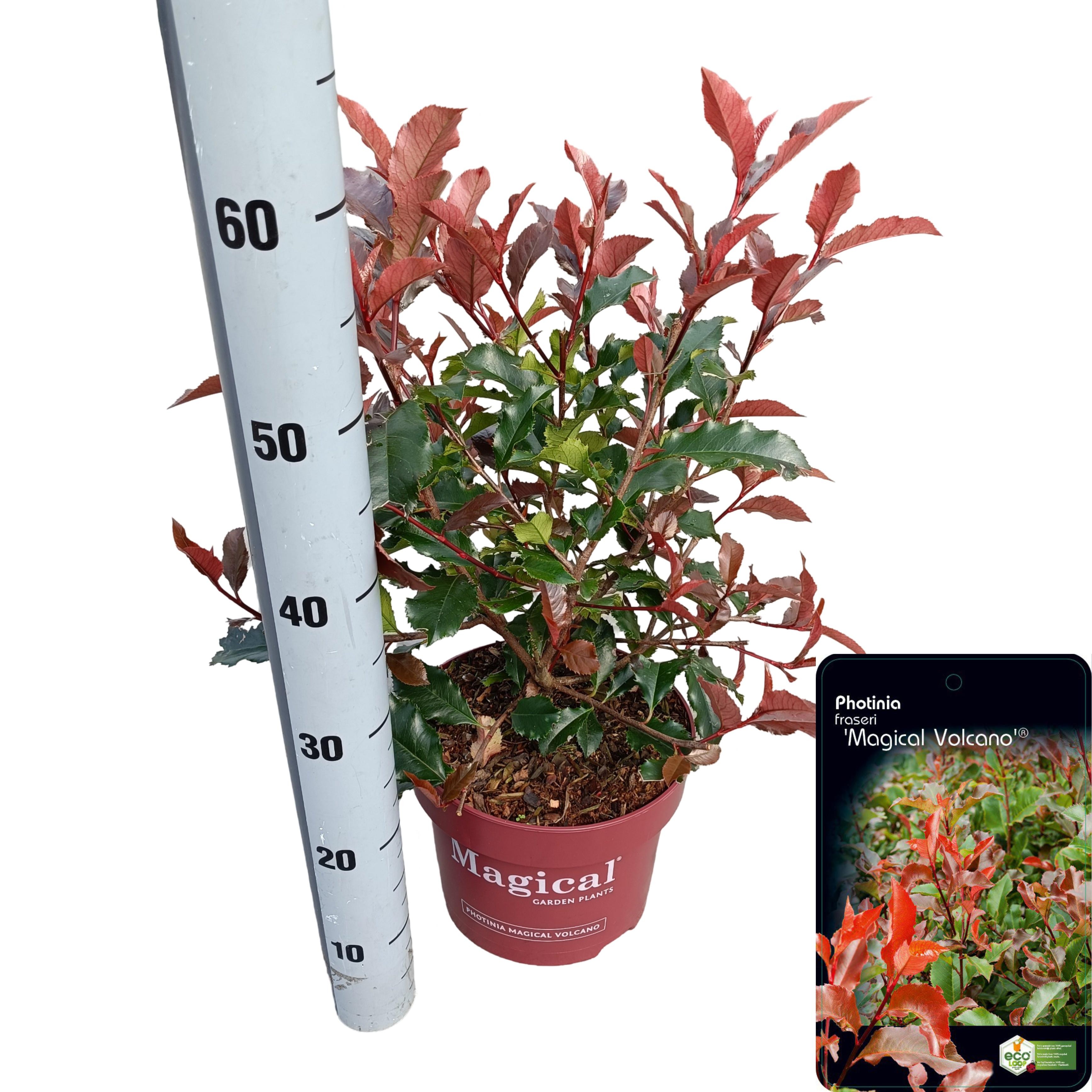 Picture of Photinia fraseri 'Magical Volcano'® C5