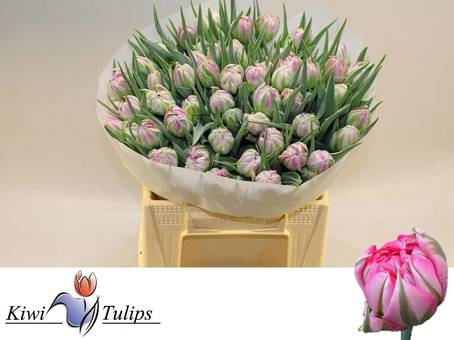 Tulipa Double Flash Point 40cm 30gram