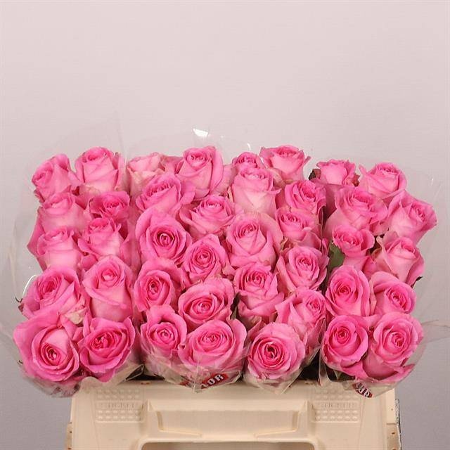 Rosa Revival 35cm