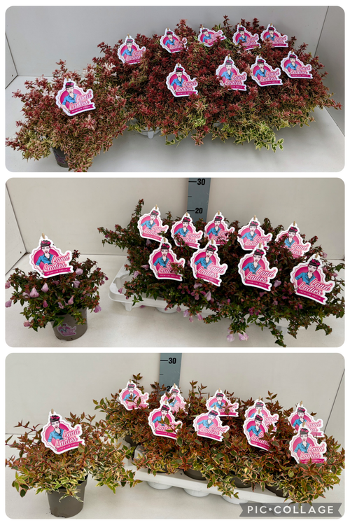 Abelia in Sorten p11 Key