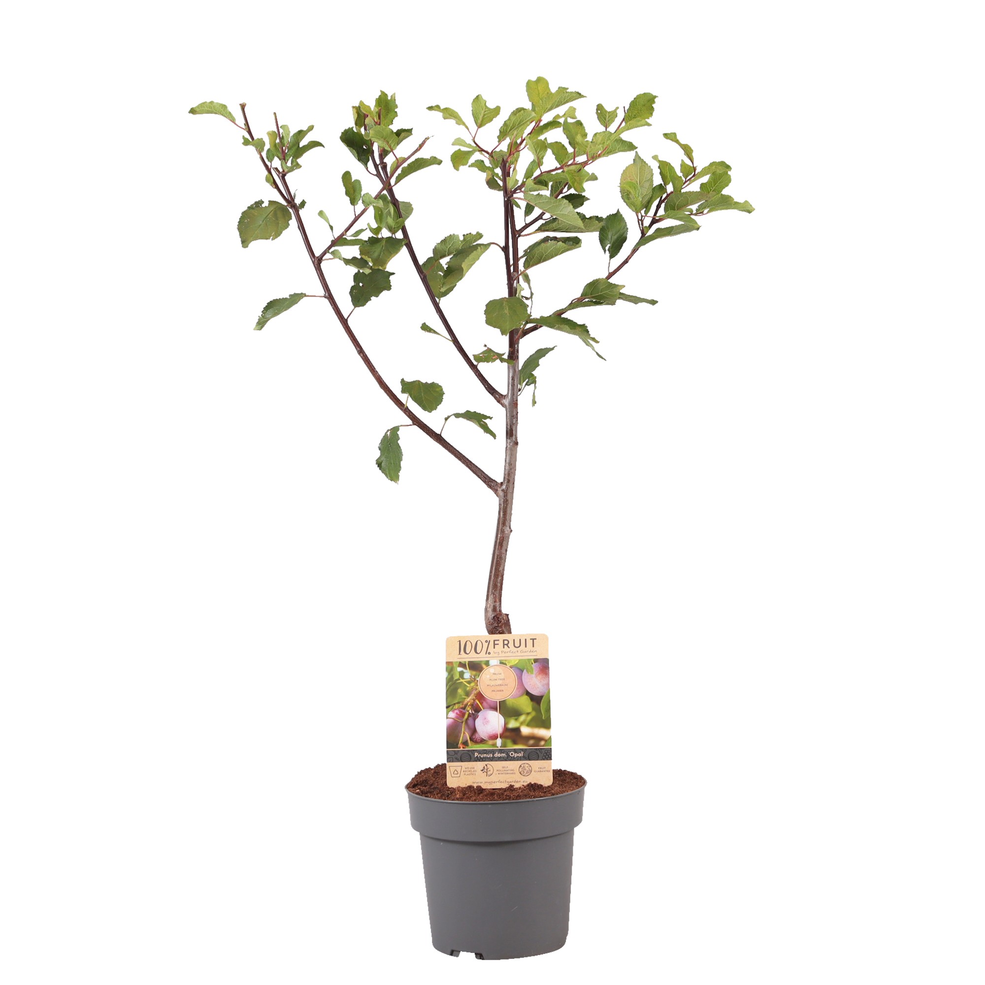 Picture of Prunus domestica Opal P21 (4 Ltr) Patio-Trees