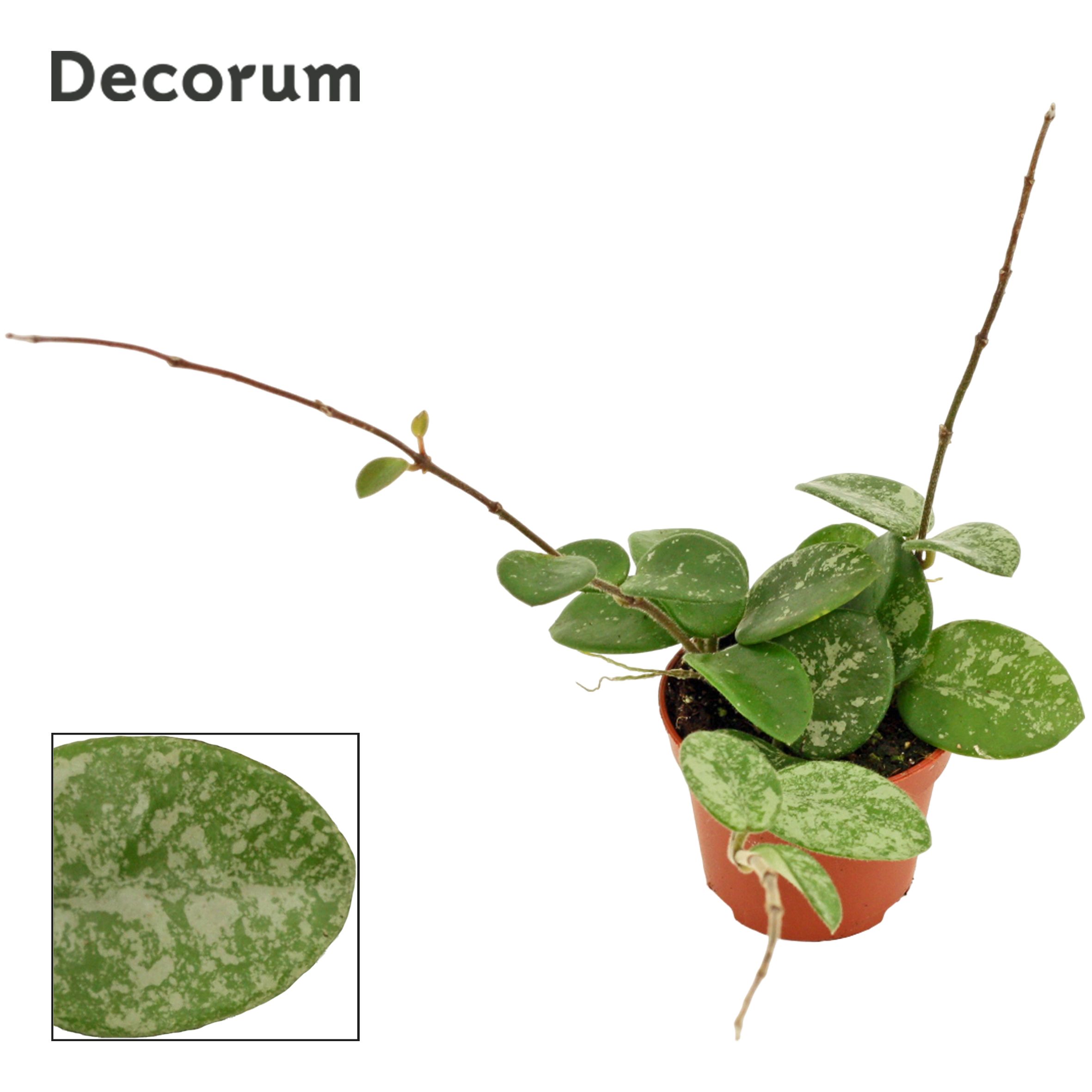 Hoya Mathilde Splash (Decorum)