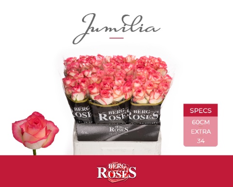 Rosa Jumilia 60cm