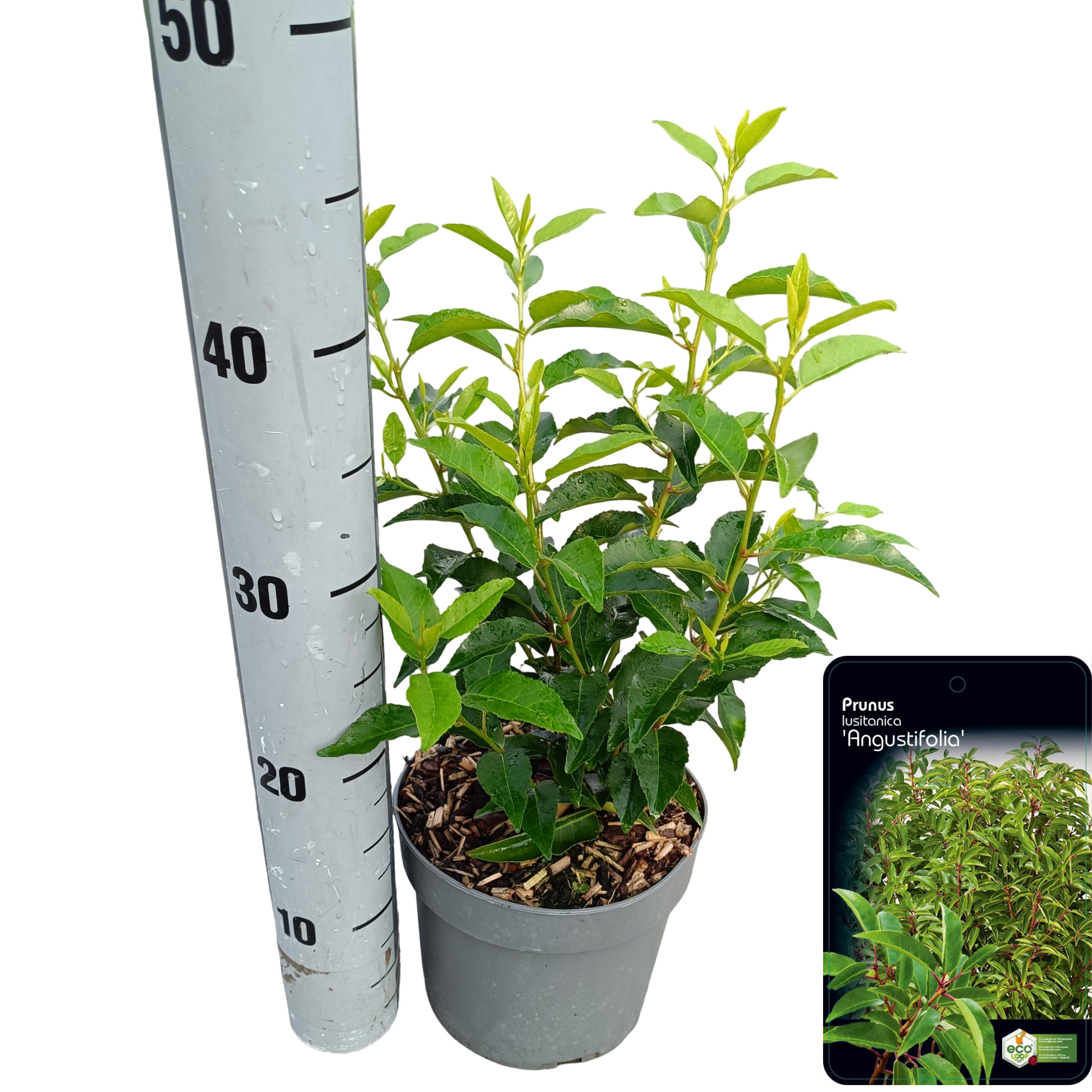 Picture of Prunus lusitanica 'Angustifolia' C2