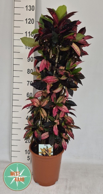 Cod Kl Mrs Iceton 27Ø 120cm