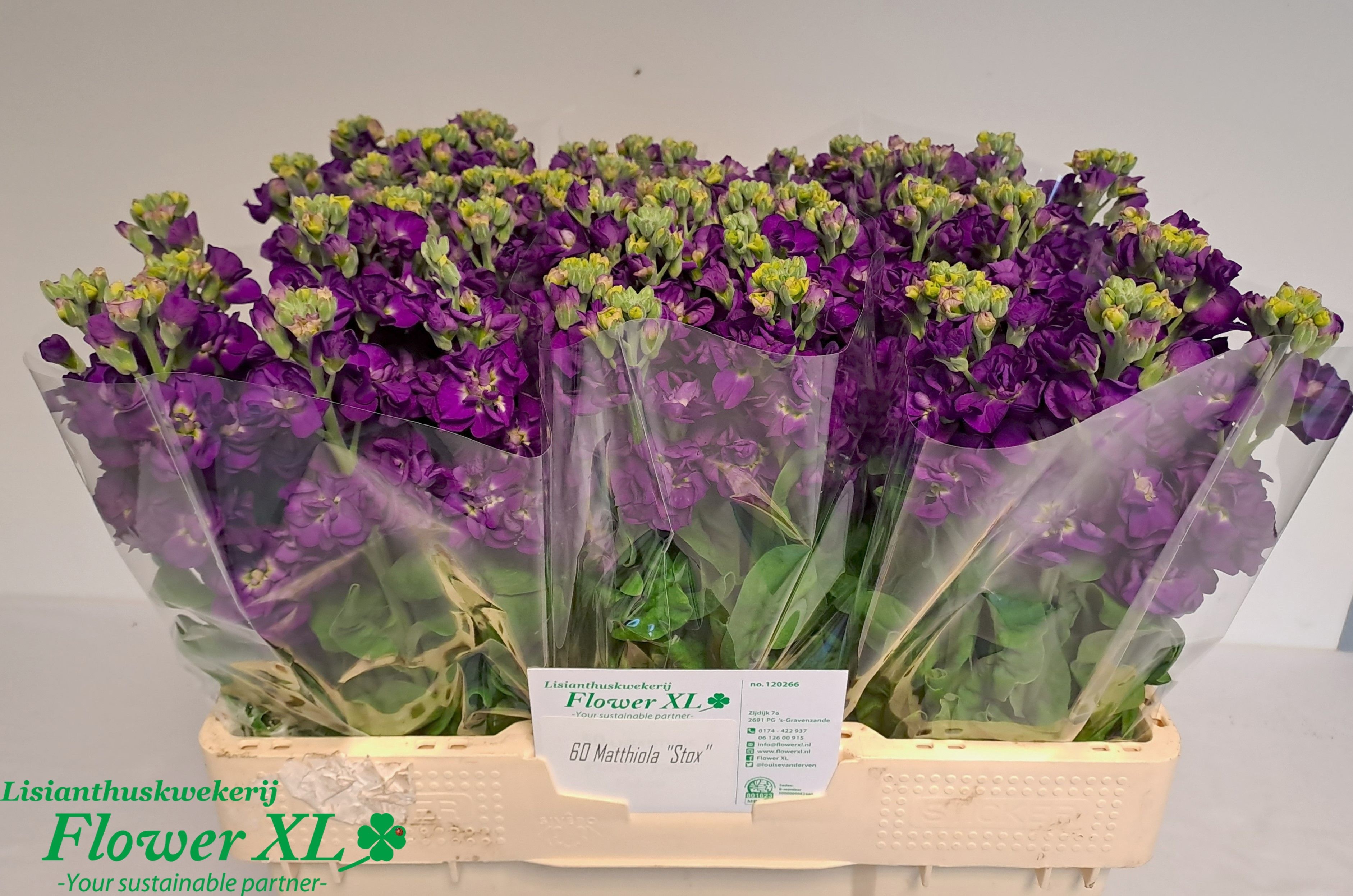Matth Impala Purple 50cm