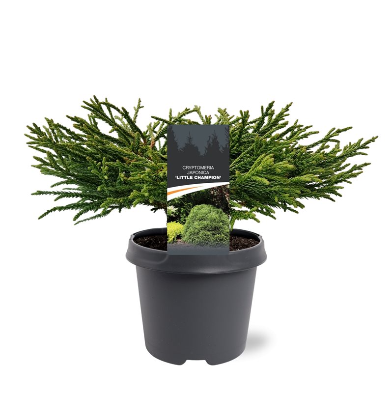 Picture of Cryptomeria japonica Little Champion P23 (5 Ltr)