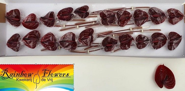 Anthurium Nero 9Ø