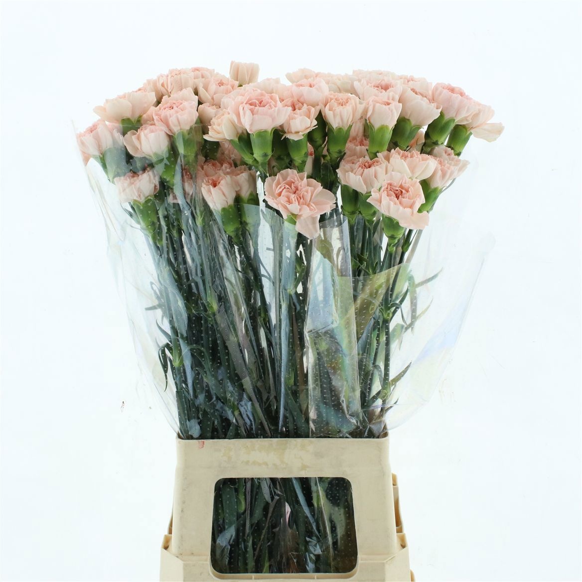 Dianthus St Noviado 70cm