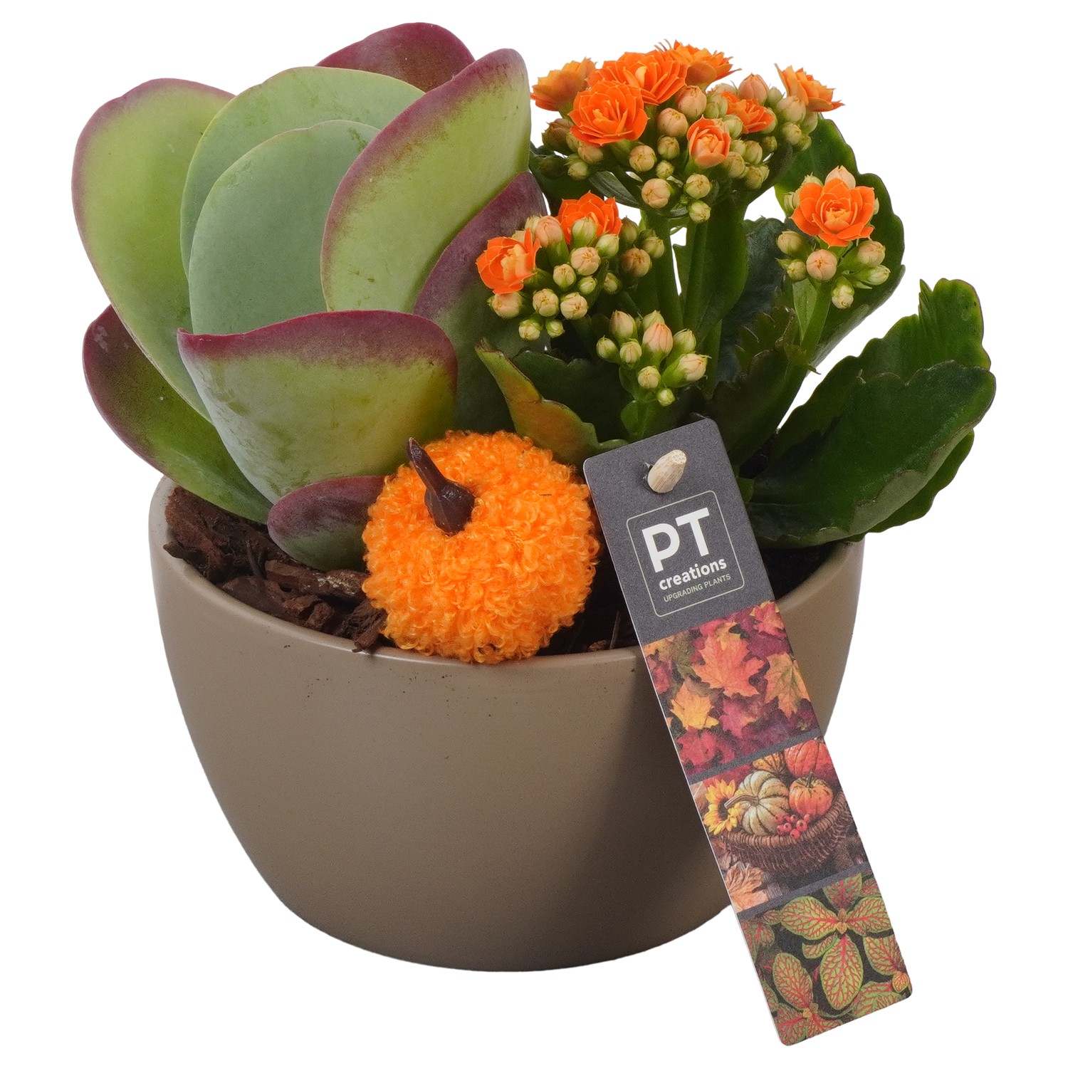 Picture of PTAO5801 Arrangement Autumn Indoor in ceramic bowl P14 19CM