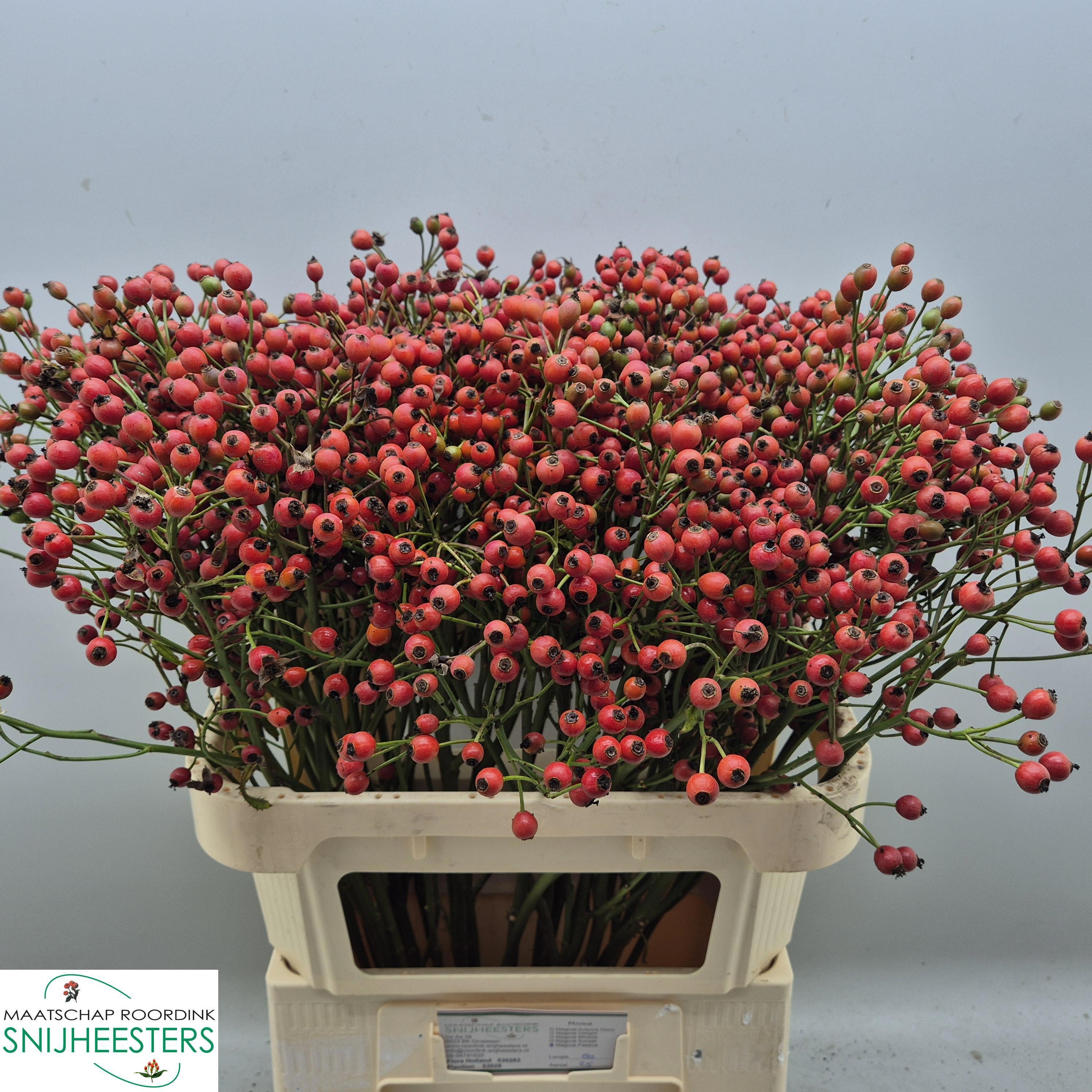 Rosa Magical Passoa 80cm