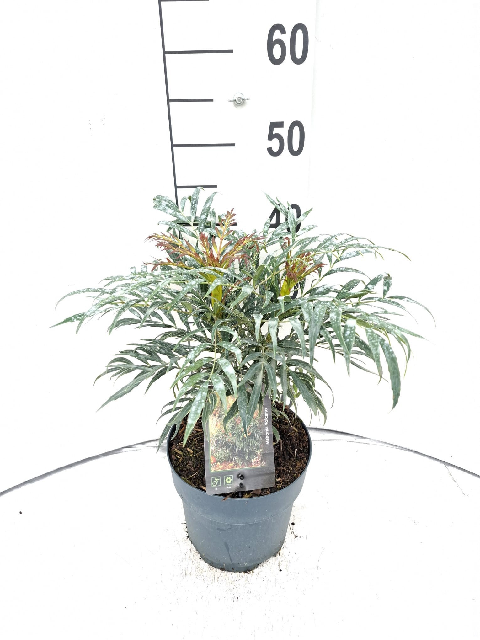 Mahonia Volcano ('Myoy')