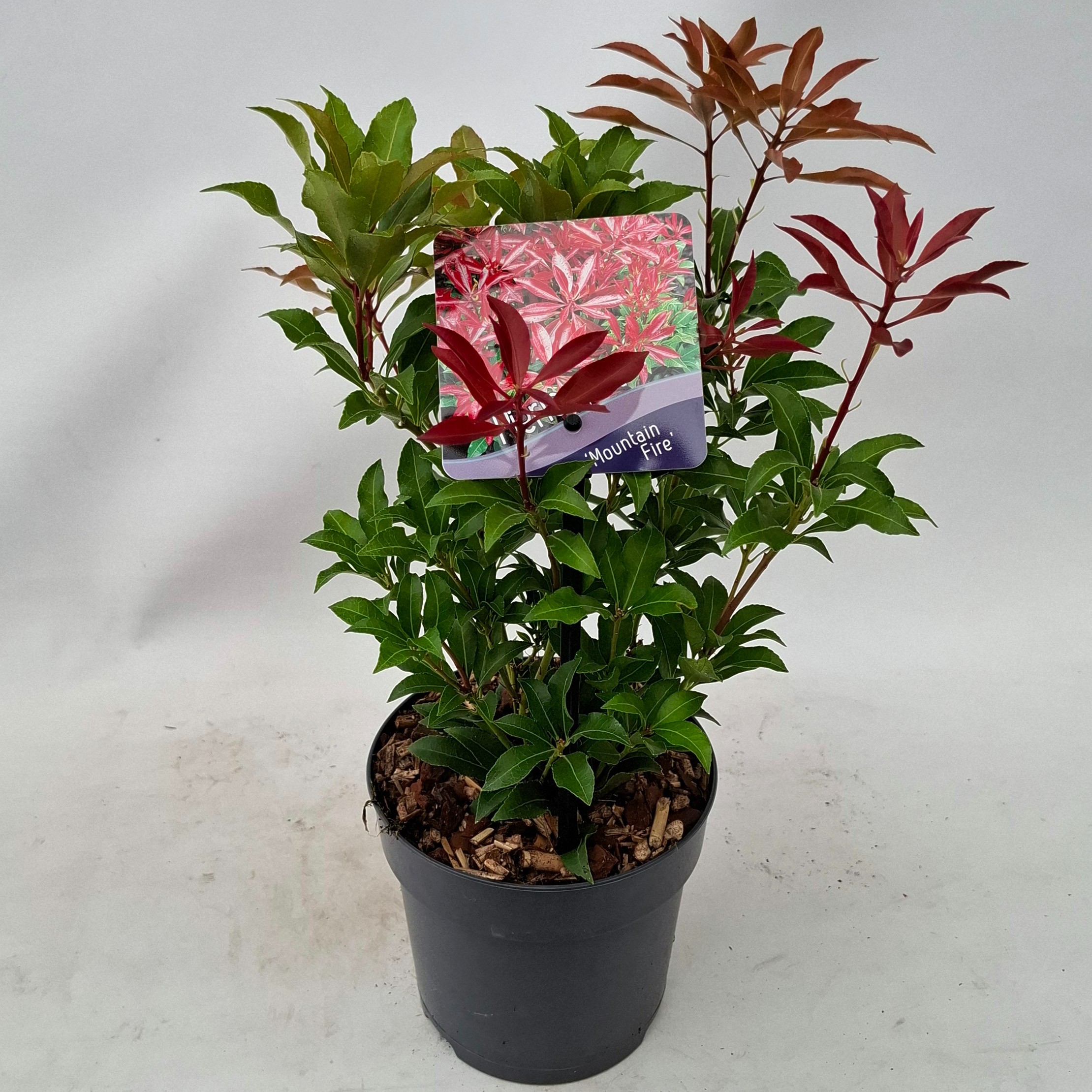 Picture of Pieris japonica 'Mountain Fire'