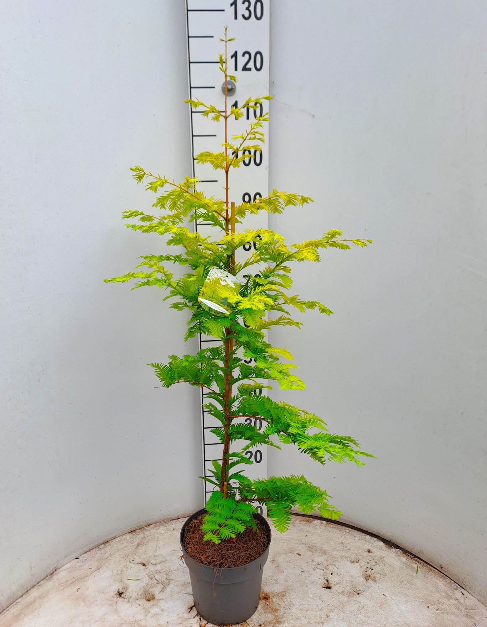 Picture of Metasequoia glyptostroboides Goldrush P21 (4 Ltr) (LOOSE)