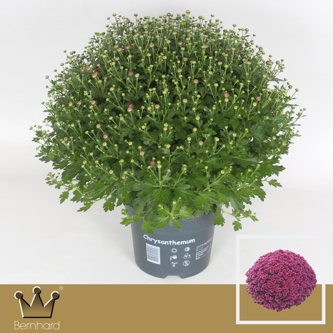 Chrysanthemum (Indicum Grp) 'Jasoda Mauve'