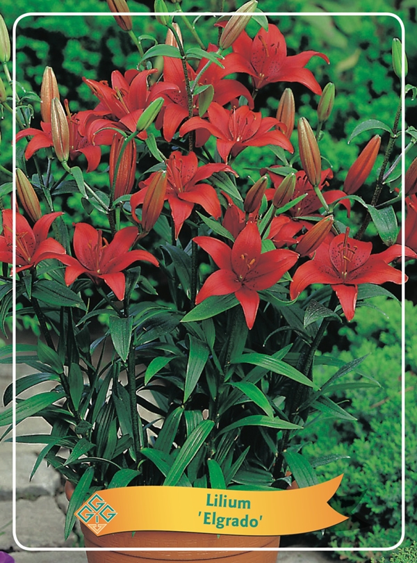 Picture of Lilium mix 6x10 srt. per shelve P11