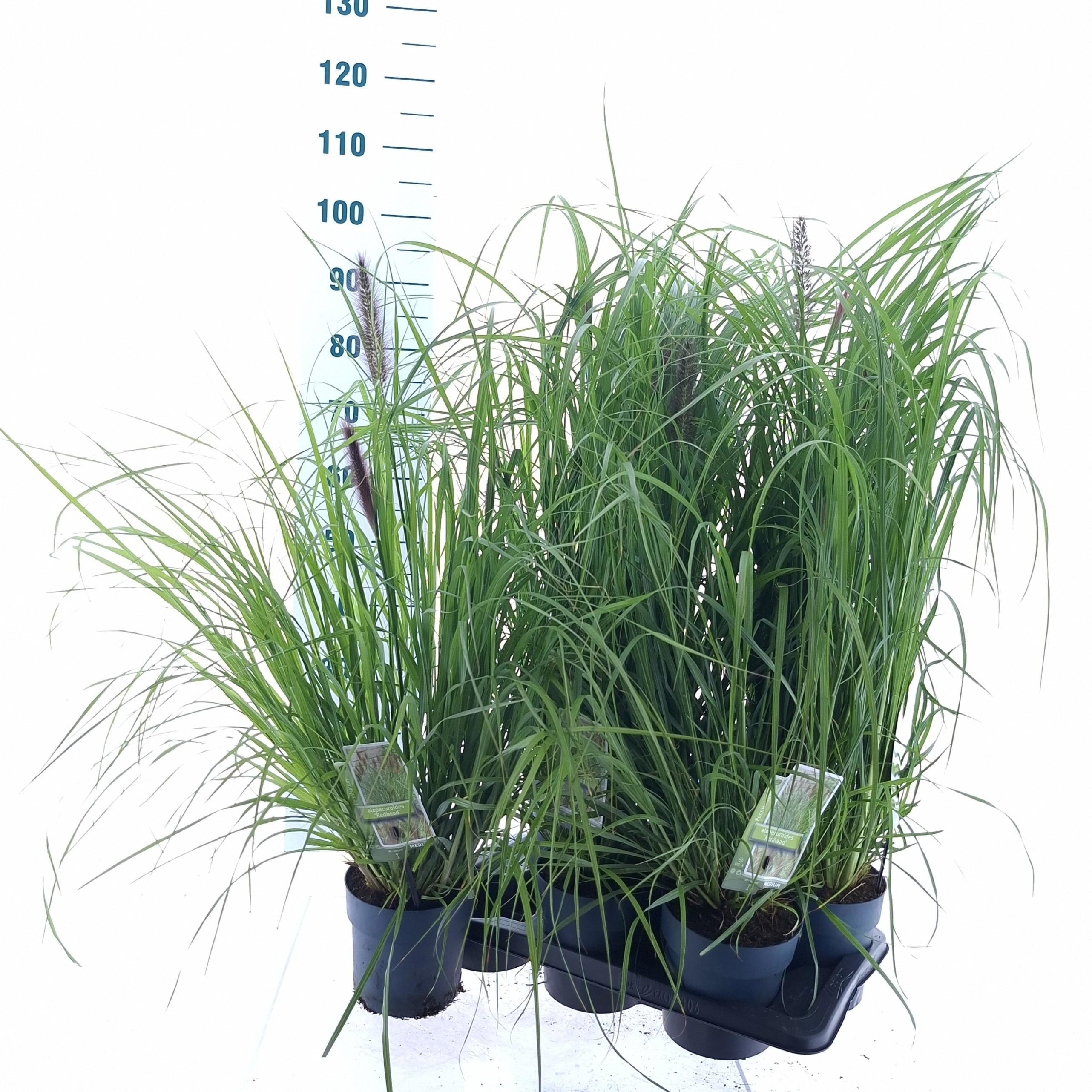 Pennisetum alopecuroides 'Redhead'