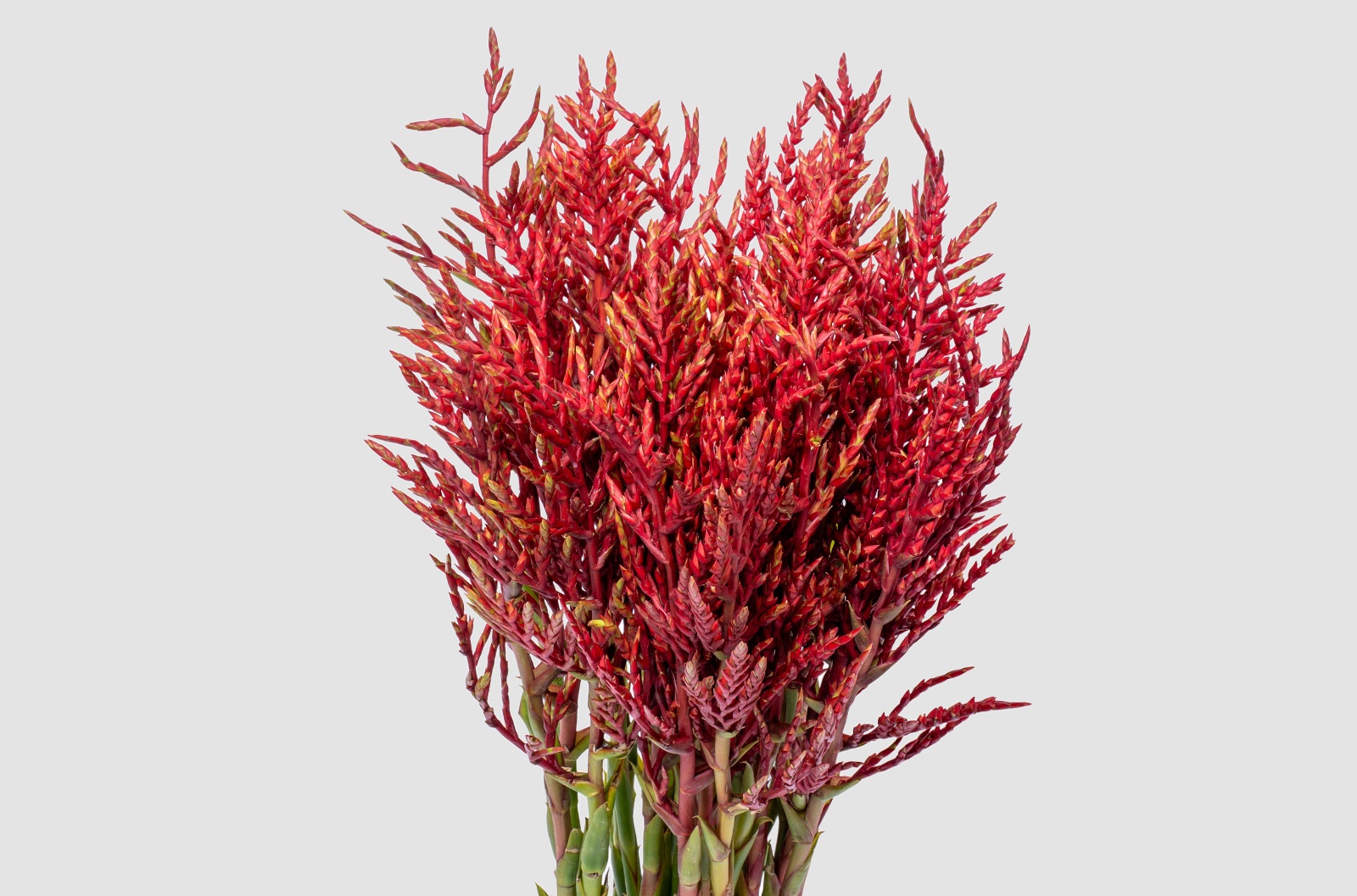 Bromelia Cut Flower 90cm
