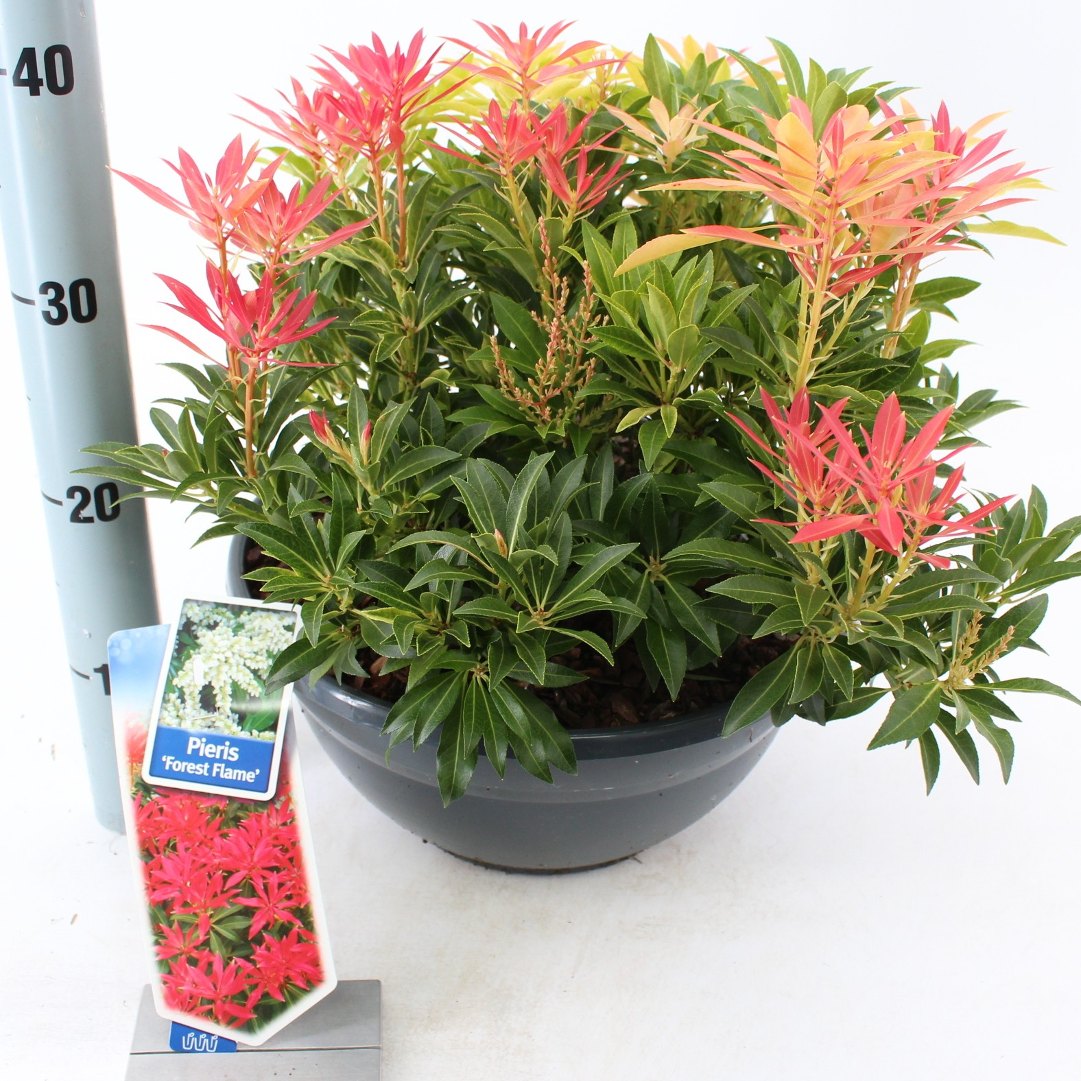 Picture of Pieris Forest Flame P33 BOWL