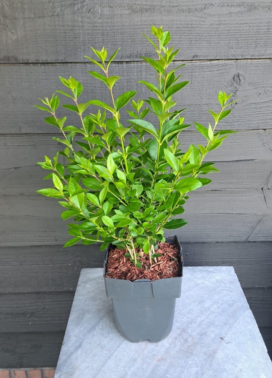 Picture of Ligustrum ovalifolium P17